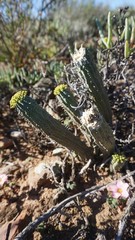 Euphorbia nesemannii