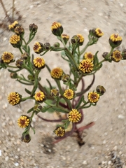 Amblyopappus pusillus