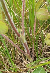 Trifolium incarnatum