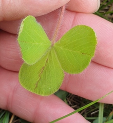 Trifolium incarnatum