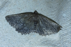 Rhoptria asperaria
