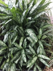 Aglaonema