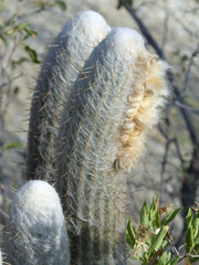 Espostoa melanostele
