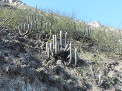 Espostoa melanostele