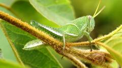 Schistocerca flavofasciata