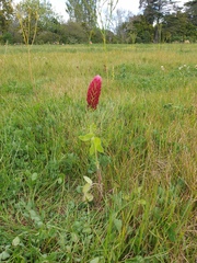 Trifolium incarnatum