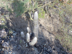 Espostoa melanostele