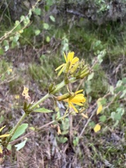 Triumfetta semitriloba