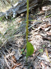 Malaxis macrostachya