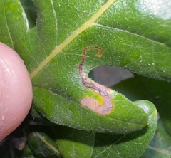 Stigmella saginella