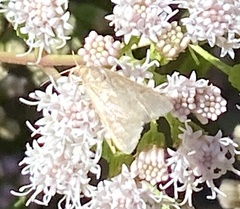 Achyra rantalis