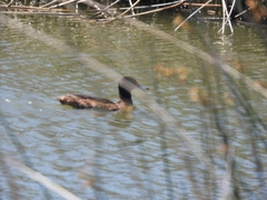 Heteronetta atricapilla
