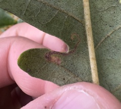 Stigmella saginella