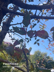 Pistacia atlantica mutica