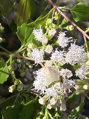 Achyra rantalis