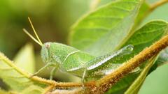 Schistocerca flavofasciata