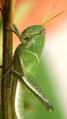 Schistocerca flavofasciata