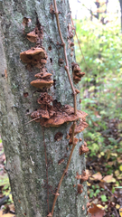 Fuscoporia gilva