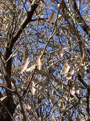 Prunus amygdalus
