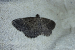 Rhoptria asperaria
