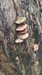 Rhodofomes cajanderi