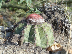 Melocactus peruvianus
