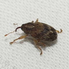 Lignyodes bischoffi