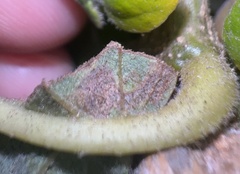 Stigmella saginella