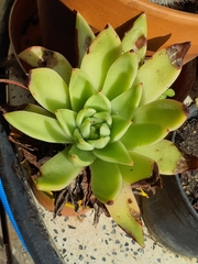 Echeveria agavoides