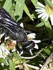 Sphecinae
