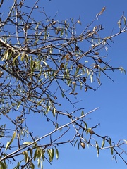 Prunus amygdalus