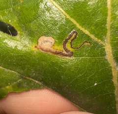 Stigmella saginella