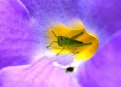 Schistocerca flavofasciata