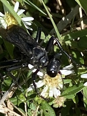 Sphecinae