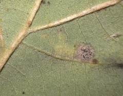 Stigmella saginella
