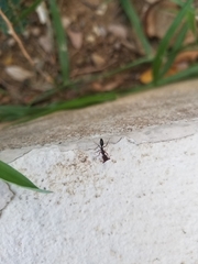 Odontomachus haematodus