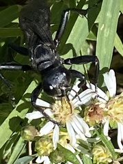 Sphecinae