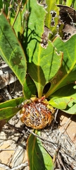 Protea acaulos