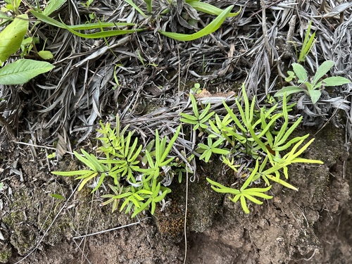 Doryopteris decora
