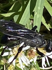 Sphecinae