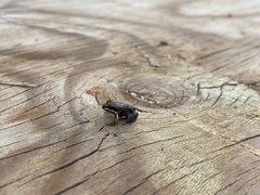 Leptodactylus albilabris