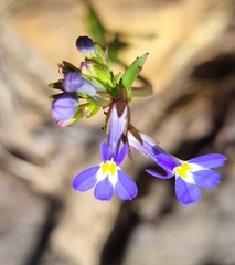 Lobelia comosa