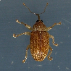 Lignyodes bischoffi
