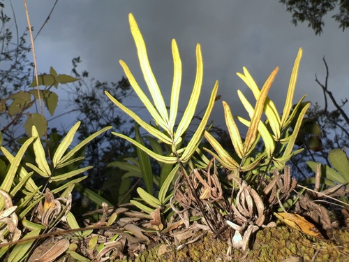 Doryopteris decora