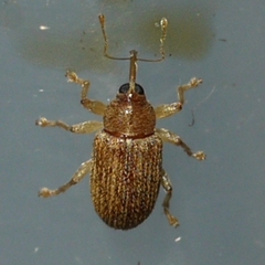 Lignyodes bischoffi