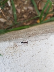 Odontomachus haematodus