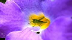 Schistocerca flavofasciata