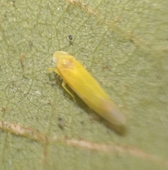 Typhlocybini