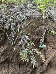 Pellaea ternifolia