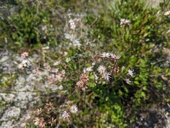 Palafoxia feayi